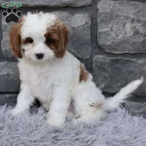 Alice, Cavapoo Puppy