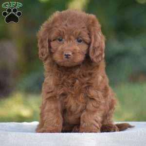 Miles, Cavapoo Puppy