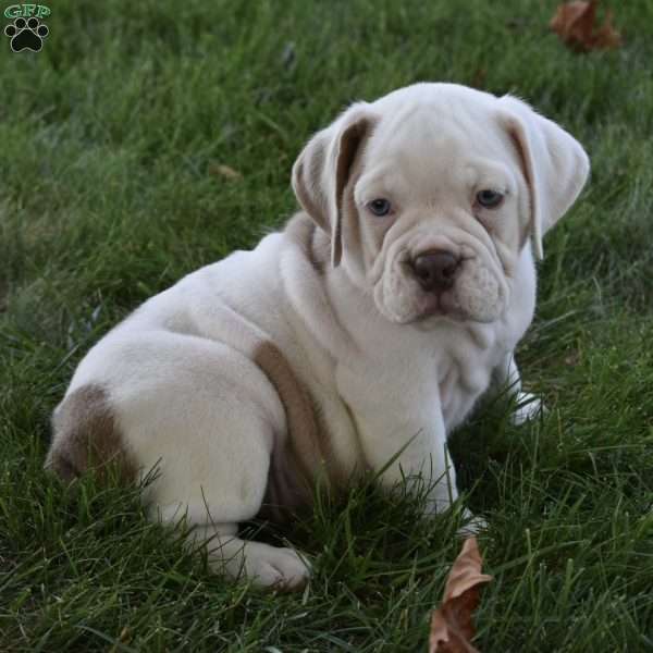 Turbo, Beabull Puppy