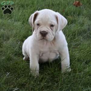 Turbo, Beabull Puppy