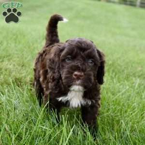 Moe, Portuguese Water Dog Puppy
