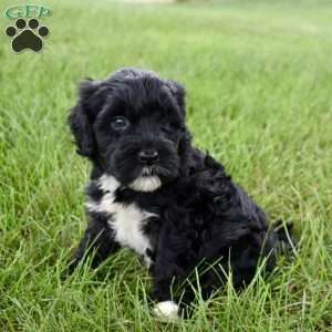 Mia, Portuguese Water Dog Puppy