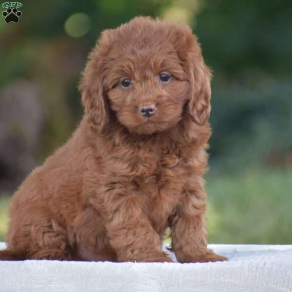 Miles, Cavapoo Puppy
