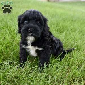 Mia, Portuguese Water Dog Puppy