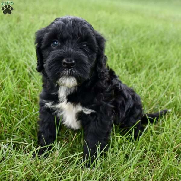 Mia, Portuguese Water Dog Puppy