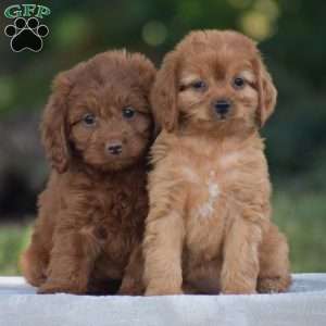 Miles, Cavapoo Puppy