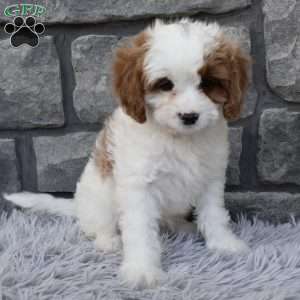 Alice, Cavapoo Puppy