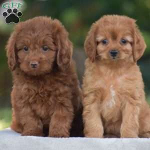 Miles, Cavapoo Puppy