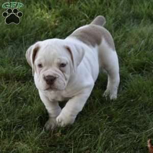 Turbo, Beabull Puppy