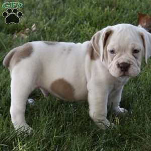 Turbo, Beabull Puppy