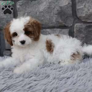 Alice, Cavapoo Puppy