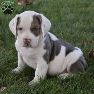 Tank, Beabull Puppy