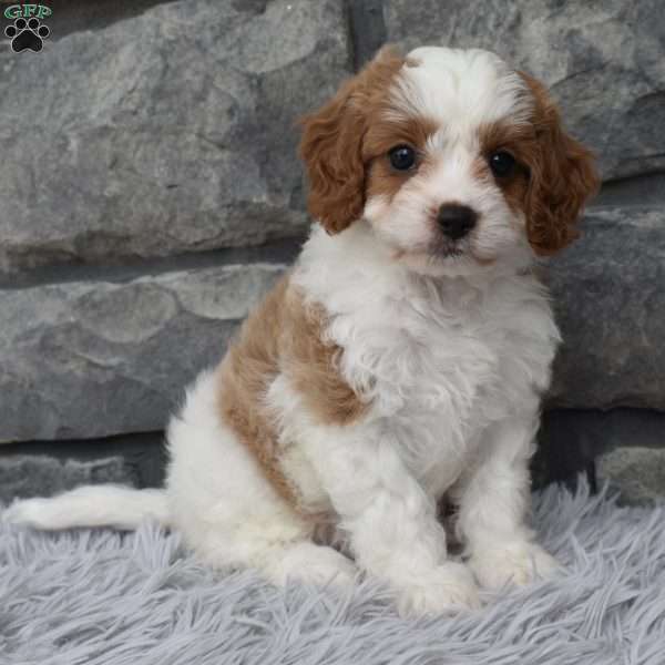 Avery, Cavapoo Puppy