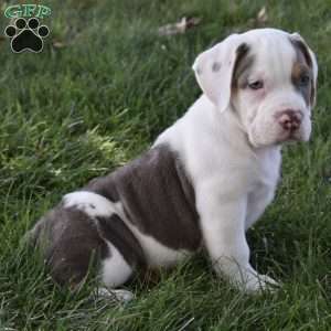 Tank, Beabull Puppy