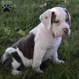 Tank, Beabull Puppy