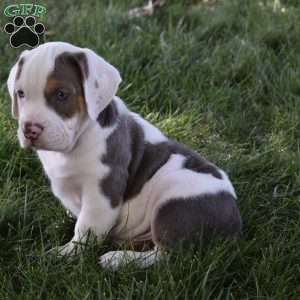 Tank, Beabull Puppy