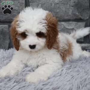 Allie, Cavapoo Puppy
