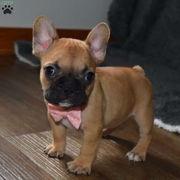 Skittles, French Bulldog Puppy