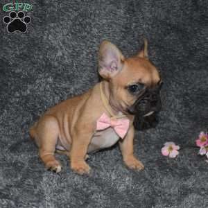 Skittles, French Bulldog Puppy