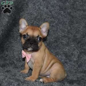 Skittles, French Bulldog Puppy