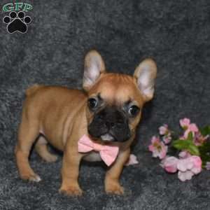 Skittles, French Bulldog Puppy