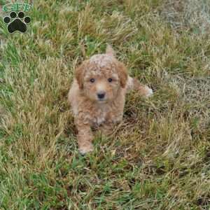 Ella, Springerdoodle Puppy