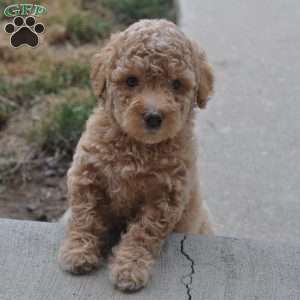 Emmett, Springerdoodle Puppy