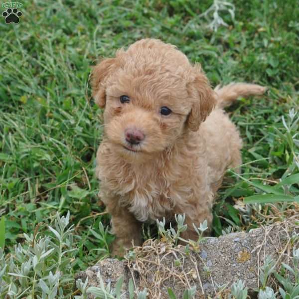 Emmett, Springerdoodle Puppy