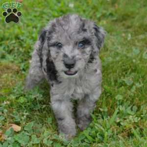 Eddy, Springerdoodle Puppy