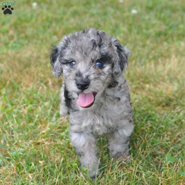 Eddy, Springerdoodle Puppy