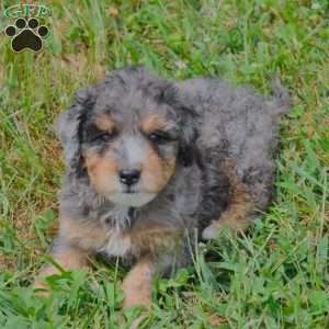 Erik, Springerdoodle Puppy