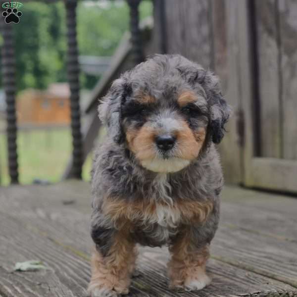 Erik, Springerdoodle Puppy