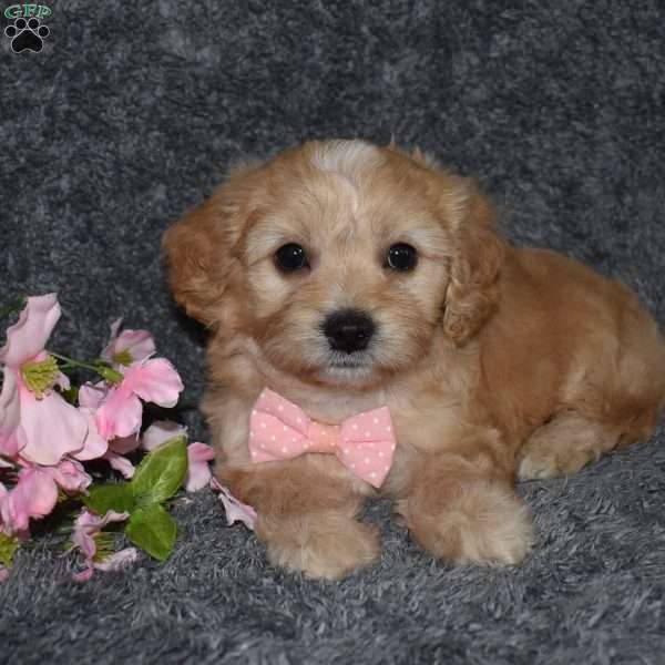 Hazel, Cavachon Puppy