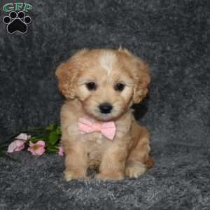 Hazel, Cavachon Puppy