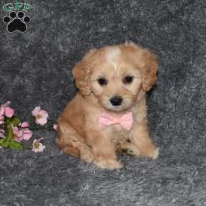 Hazel, Cavachon Puppy