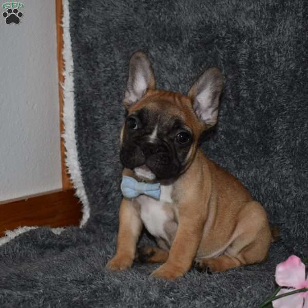 Star, French Bulldog Puppy