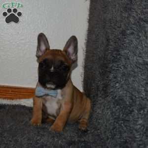 Star, French Bulldog Puppy