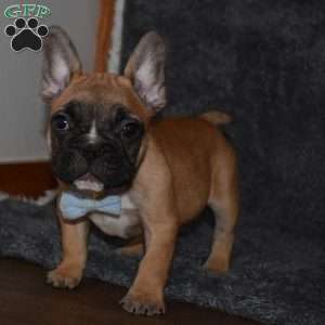 Star, French Bulldog Puppy