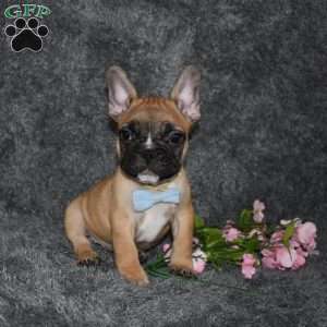 Star, French Bulldog Puppy