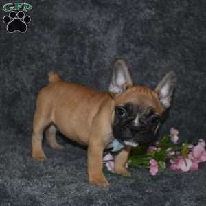 Star, French Bulldog Puppy