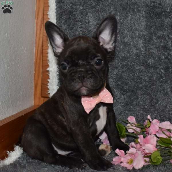 Sasha, French Bulldog Puppy