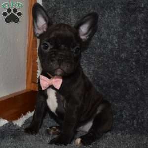 Sasha, French Bulldog Puppy