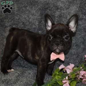 Sasha, French Bulldog Puppy