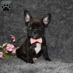 Sasha, French Bulldog Puppy