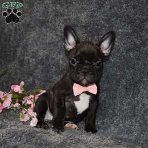 Sasha, French Bulldog Puppy