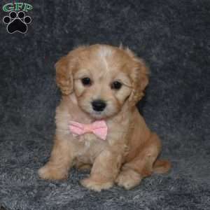 Hazel, Cavachon Puppy