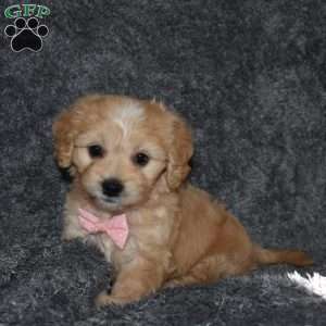 Hazel, Cavachon Puppy