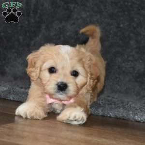 Hazel, Cavachon Puppy