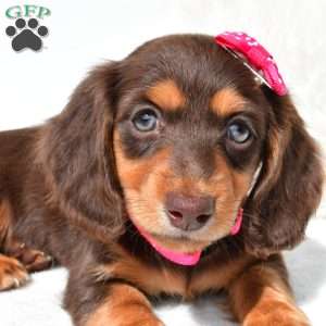 Nora, Dachshund Puppy