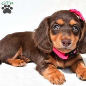 Nora, Dachshund Puppy